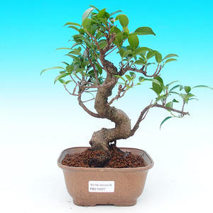 Pokojová bonsai - malolistý fíkus PB215527