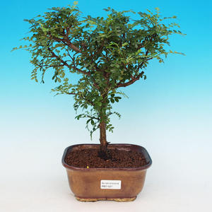 Pokojová bonsai - Duranta PB213527