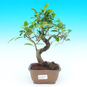Pokojová bonsai - malolistý fíkus PB215528