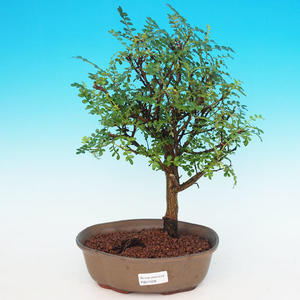 Pokojová bonsai - Duranta PB213528