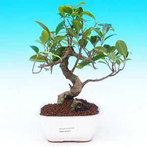 Pokojová bonsai - malolistý fíkus PB215529