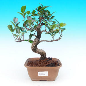 Pokojová bonsai - malolistý fíkus PB215530