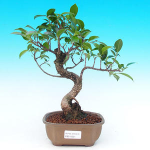 Pokojová bonsai - malolistý fíkus PB215531