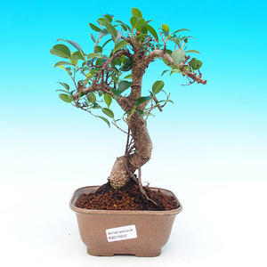 Pokojová bonsai - malolistý fíkus PB215532
