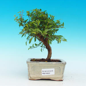 Pokojová bonsai - Duranta PB213532