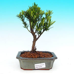 Pokojová bonsai-Podocarpus- kamenný tis PB215533