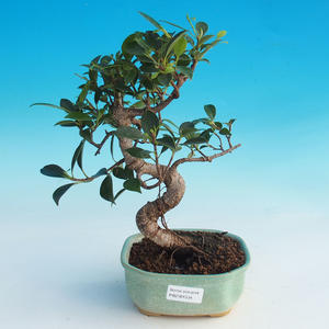 Pokojová bonsai-Podocarpus- kamenný tis PB215534