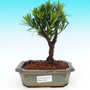 Pokojová bonsai-Podocarpus- kamenný tis PB215535