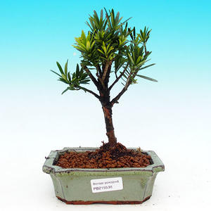 Pokojová bonsai-Podocarpus- kamenný tis PB215536