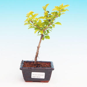 Pokojová bonsai - Duranta PB213536