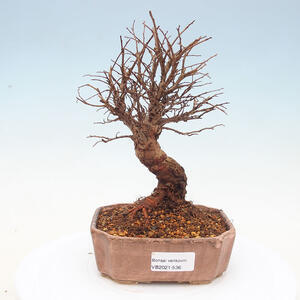 Keramická bonsai miska T0536