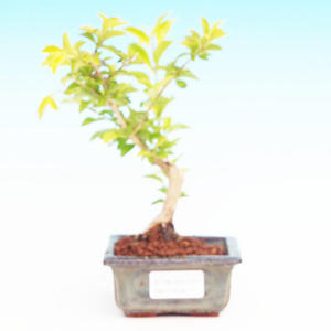 Pokojová bonsai - Duranta PB213538