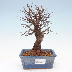 Keramická bonsai miska T0539