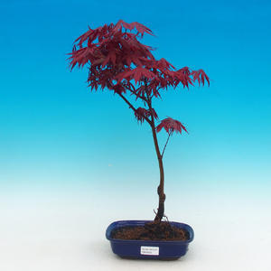 Venkovní bonsai -Javor dlanitolistý červený