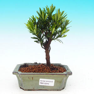 Pokojová bonsai-Podocarpus- kamenný tis PB215540
