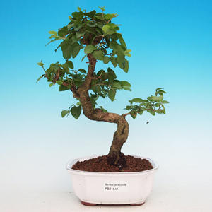 Pokojová bonsai - Barbadoská třešeň PB213541