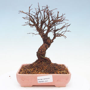 Keramická bonsai miska T0541