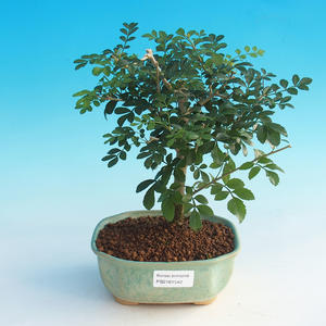 Pokojová bonsai-Podocarpus- kamenný tis PB215542