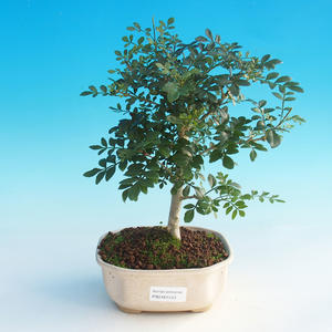 Pokojová bonsai-Podocarpus- kamenný tis PB215543