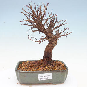 Keramická bonsai miska T0543