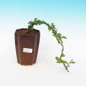 Pokojová bonsai - Grewia occidentalis - Hvězdice levandulová