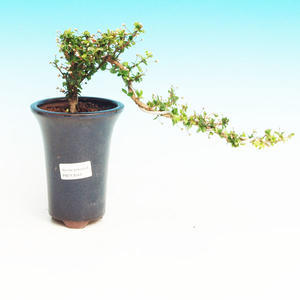 Pokojová bonsai - Barbadoská třešeň PB213544
