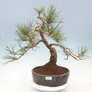 Keramická bonsai miska T0544