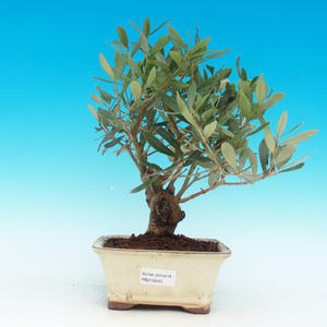 Pokojová bonsai - Barbadoská třešeň PB213545