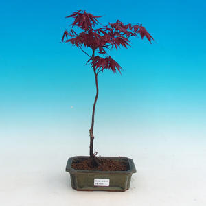 Venkovní bonsai -Javor dlanitolistý červený