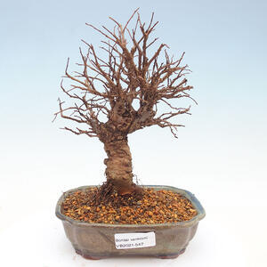 Keramická bonsai miska T0547