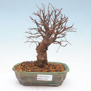 Keramická bonsai miska T0549