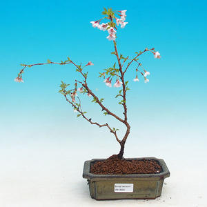 Pokojová bonsai - malolistý fíkus PB21550