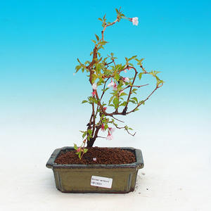 Pokojová bonsai - malolistý fíkus PB21551