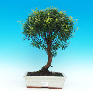 Pokojová bonsai - malolistý fíkus PB21552