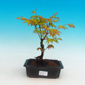 Venkovní bonsai - Javor dlanitolistý zlatý