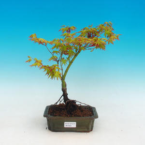 Venkovní bonsai - Javor dlanitolistý zlatý
