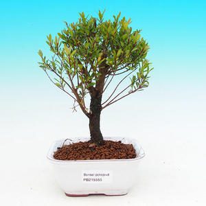 Pokojová bonsai -Ligustrum chinensis - Ptačí zob PB21555