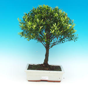 Pokojová bonsai -Ligustrum chinensis - Ptačí zob PB21556