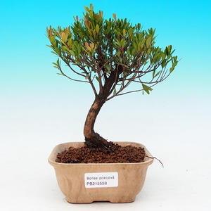 Pokojová bonsai -Ligustrum chinensis - Ptačí zob PB21558