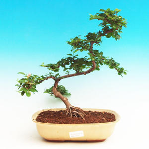 Pokojová bonsai Hvězdice levandulová PB213559