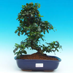 Pokojová bonsai -Ligustrum chinensis - Ptačí zob PB21559