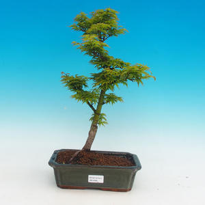 Venkovní bonsai -Javor malolistý SHISHIGASHIRA