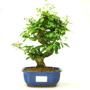 Pokojová bonsai -Ligustrum chinensis - Ptačí zob PB21560