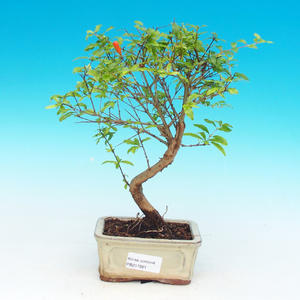 Pokojová bonsai Hvězdice levandulová PB213561