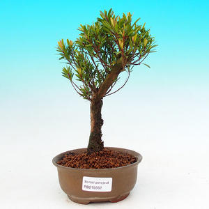 Pokojová bonsai -Ligustrum chinensis - Ptačí zob PB21562