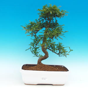Pokojová bonsai - Carmona macrophylla PB21563