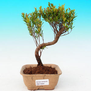 Pokojová bonsai - Carmona macrophylla PB21564