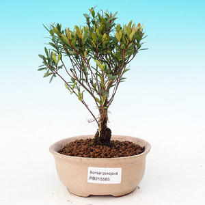 Pokojová bonsai - Carmona macrophylla PB21565