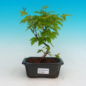 Venkovní bonsai -Javor ohnivý