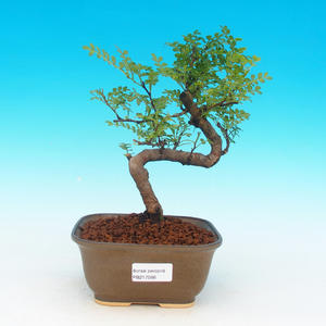Pokojová bonsai - Carmona macrophylla PB21566